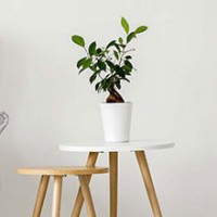 خرید اینترنتی فرش